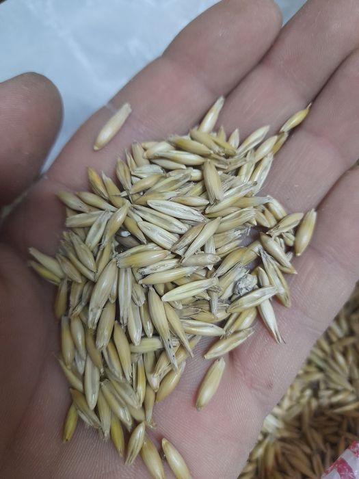 Продам овес чистый в мешках