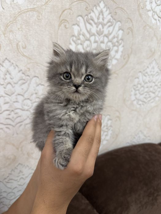 Продаются Котята британские