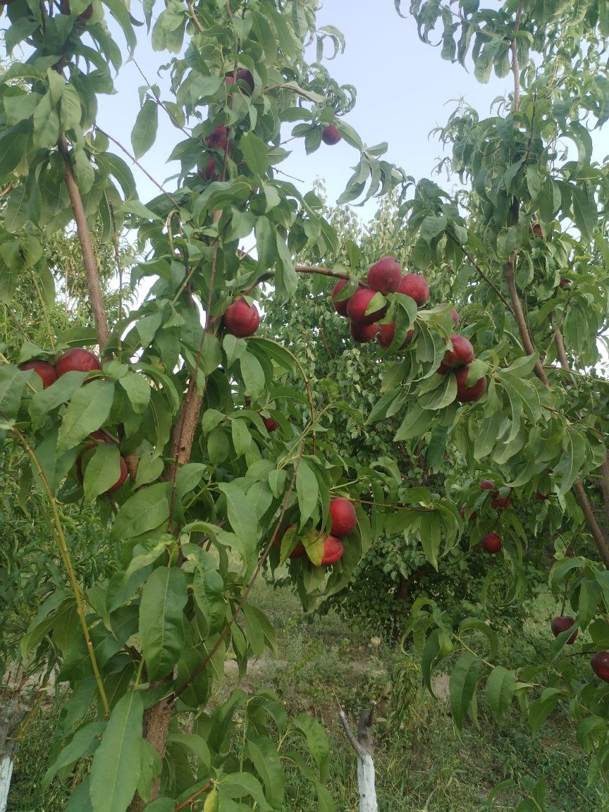 Ховли ер участкаси
