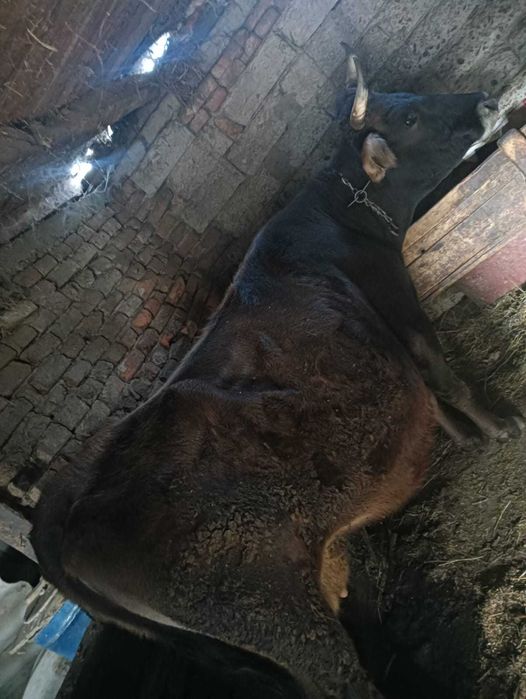 Vand vaca gestanta in 5 luni