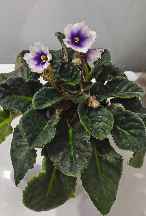 Фиалка сенполия цветущая сортовая