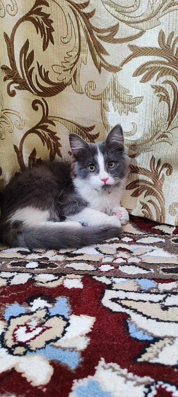 3 oylik mushuk sotiladi