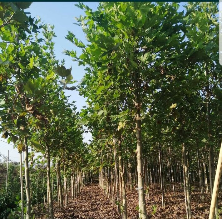 Mesteacăn alb/ tei/ platani/ stejar/ brazi/ leylandii/ tuia