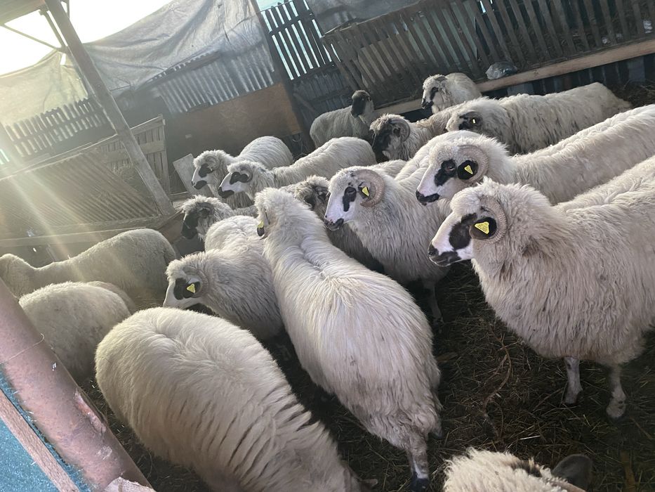 Oi turcane oachese si breze gestante