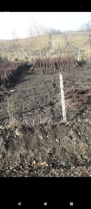 puieți de salcâm pentru împădurirea terenurilor degradate, agricole