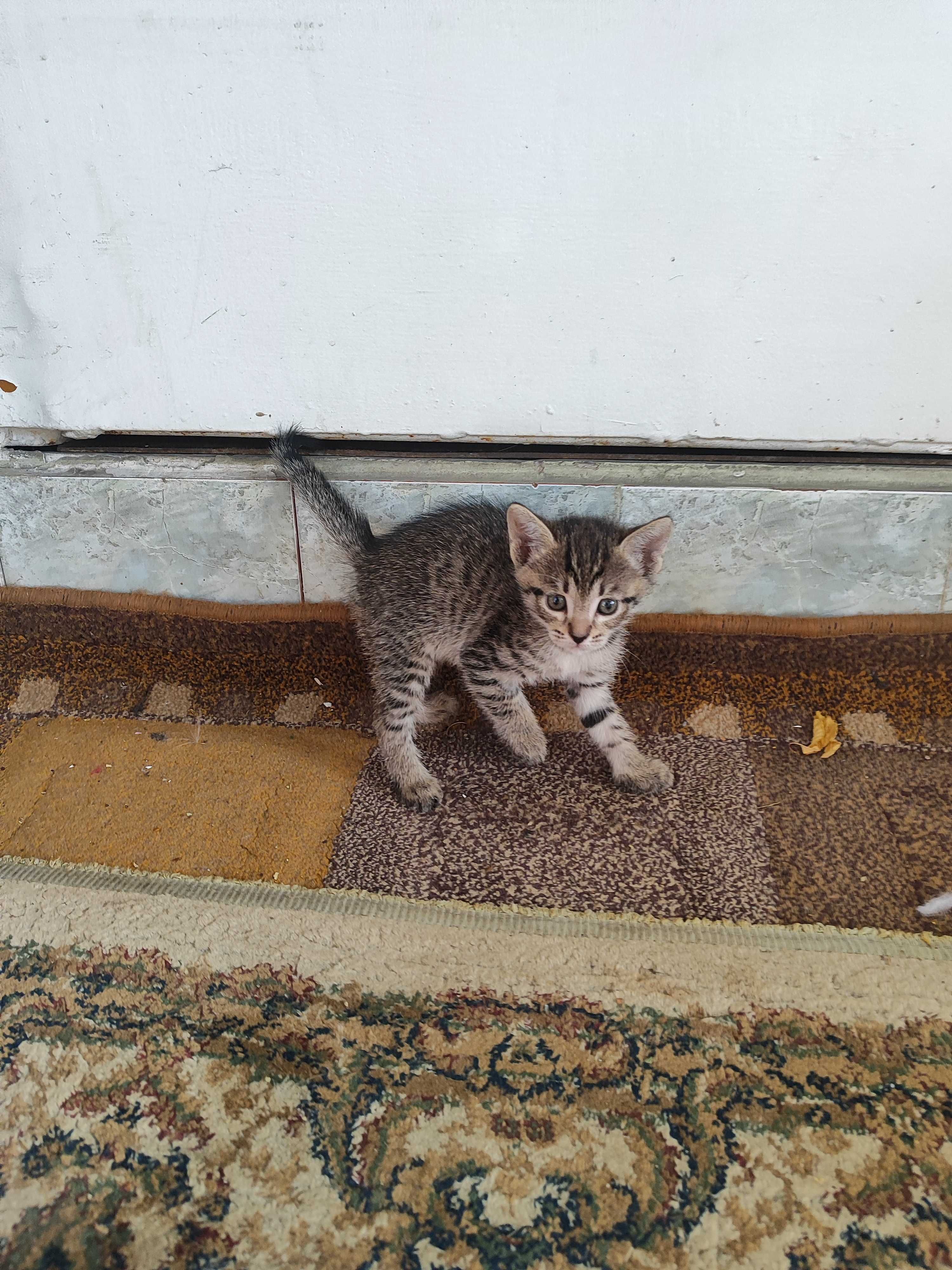 Крысоловы котята