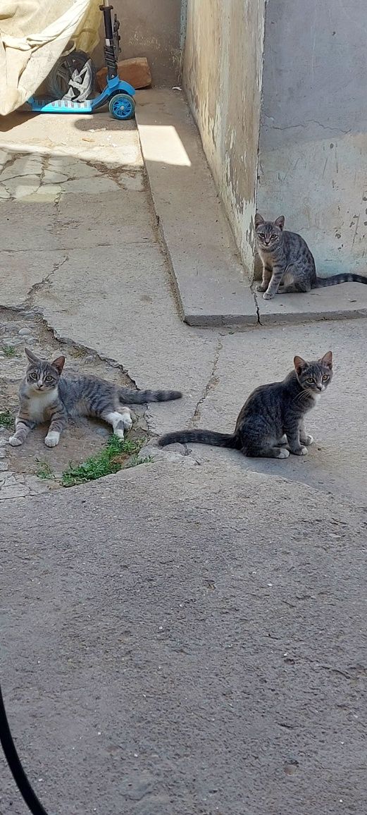 Бесплатно  котята