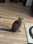 Vand pisica scottish fold