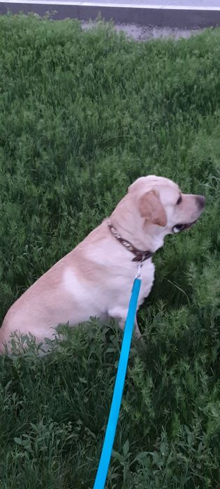 Вязка Лабладор Ретривер