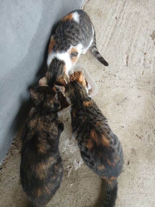 Donez pui de pisica