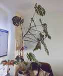 Цвете Филодендрон Monstera deliciosa