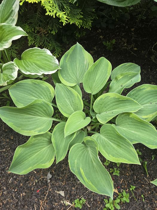 Отростки растения хосты