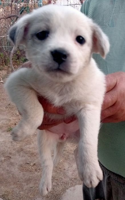 Щенки в добрые руки Ташкент