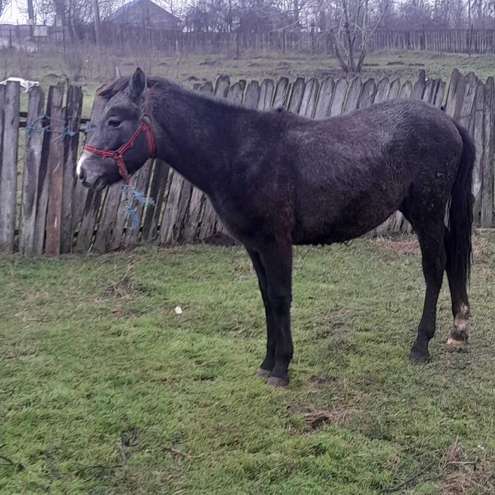 manz mînz sur de 1 an