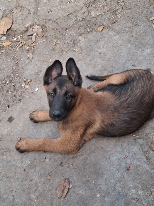 Белгииска овчарка Малиноа