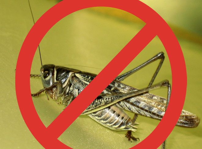 Инсекцитид против саранчи/insektsitid chigirtkalardan