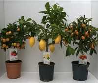 Продам дерево лимон мандарин
