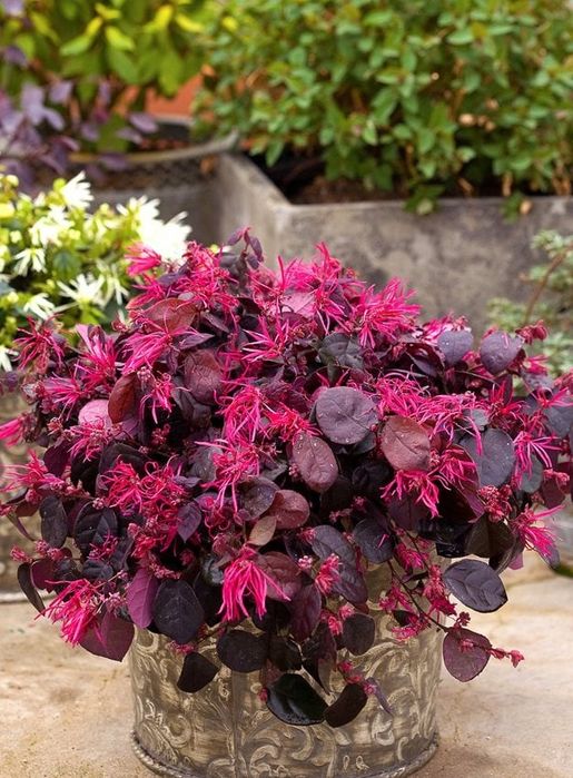 Лоропеталум/червен