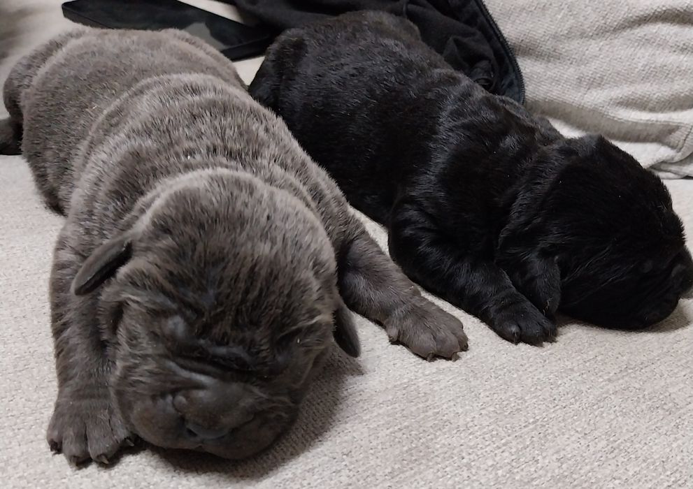 Кученца Канекорсо