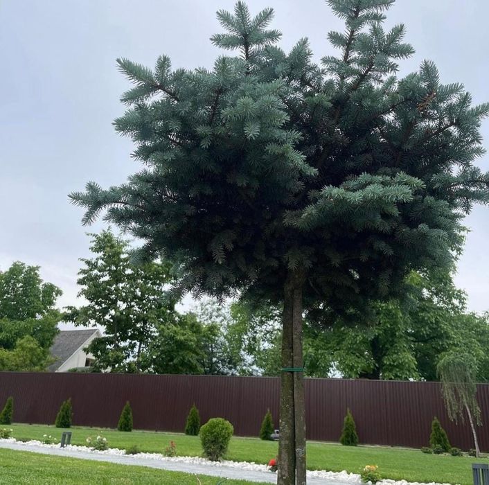 Услуги садовника озеленение