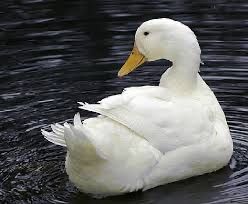 Vand oua de rata Pekin , am si 5 rate de vandut