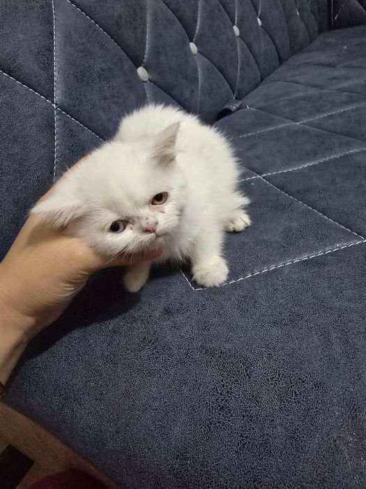 Ajoyib zotdor mushuk sotiladi.