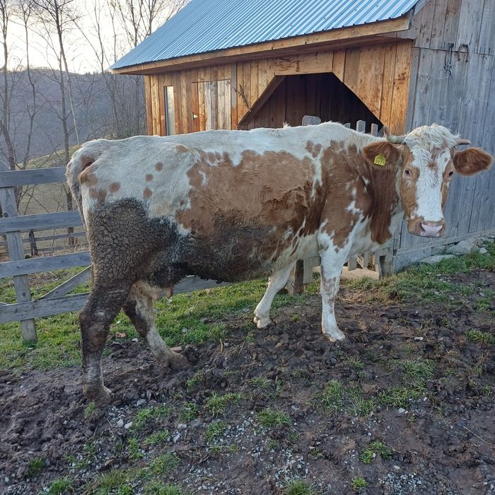 Vand vaca baltata buna de tinut