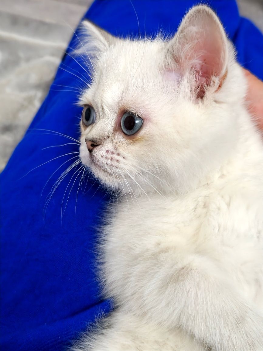 ласковый котёнок