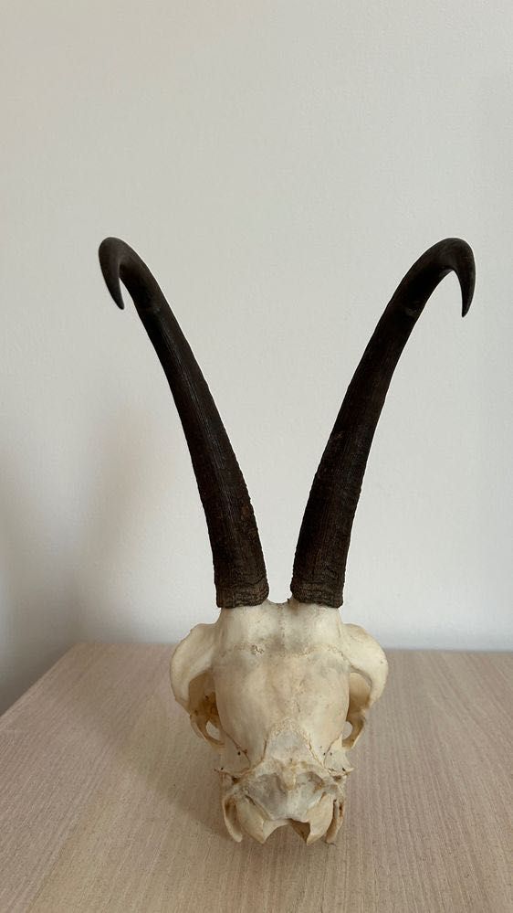 Vând trofeu capră neagră