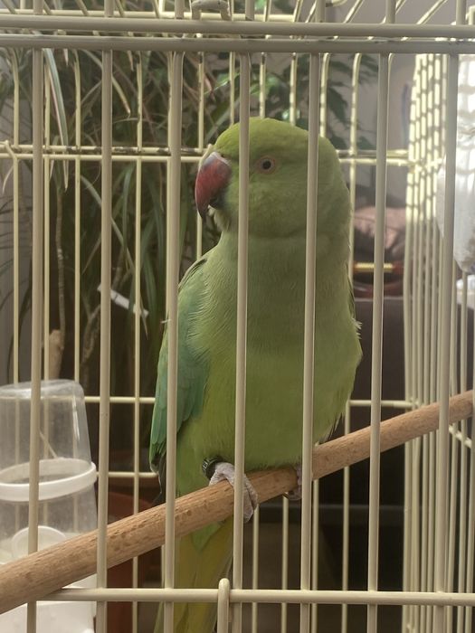 Папагал Малък Александър с клетка