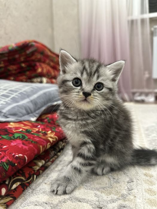 шотланец кот ласковый