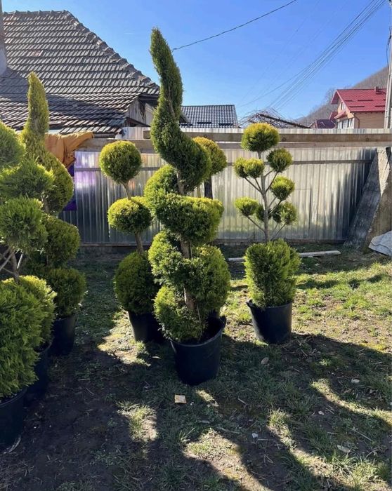 Amenajari gradini cu plante de toate speciile
