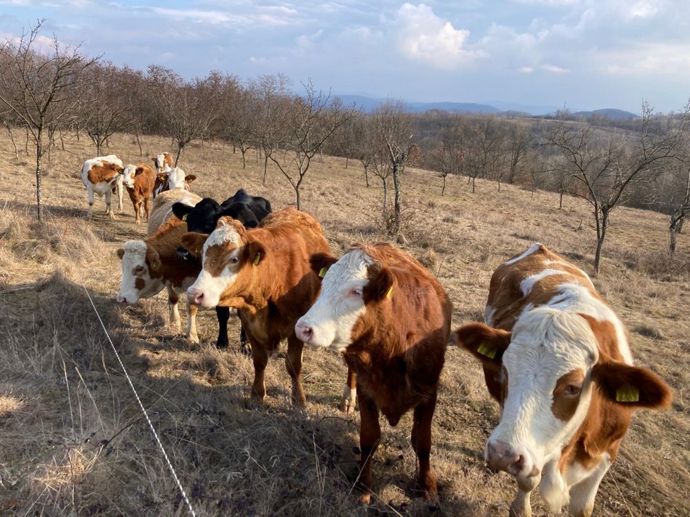Vand 8 vitele rasa baltata romaneasca