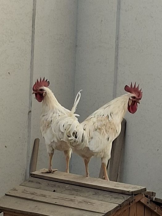 Xorozlar sotiladi  2 dona bor 6 oylik