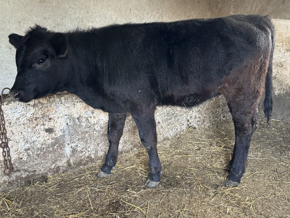 De vanzare vitele angus