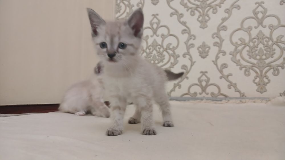 Продаётся белый кошки