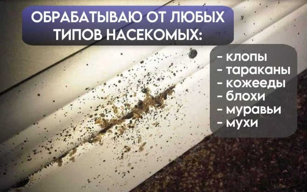 Уничтожение клопов | Дезинфекция хизмати | Клоп клапа таракан бурга