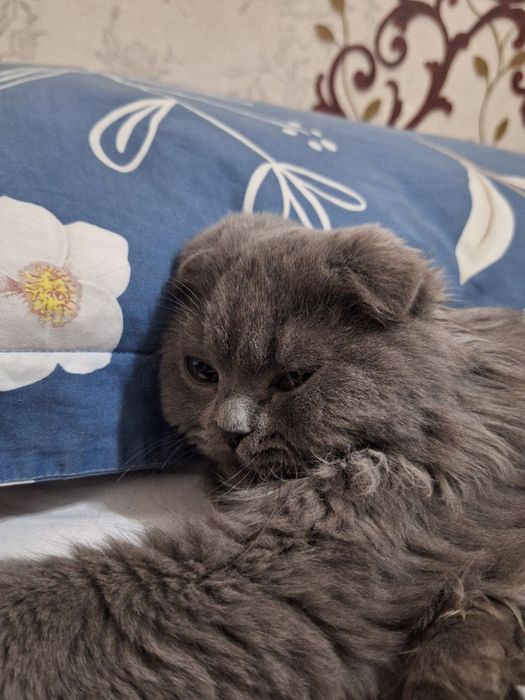 Кот ,порода Скотиш фолд+Мейн кун