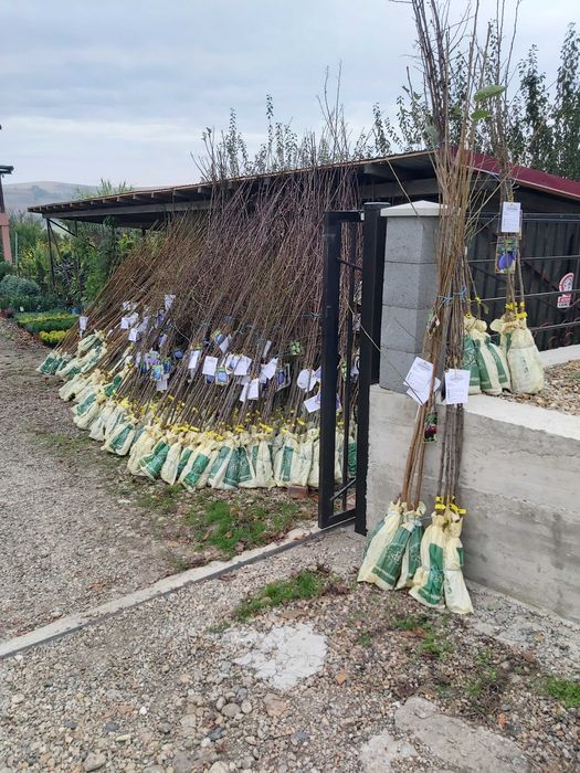 pomi fructiferi ambalati si certificati