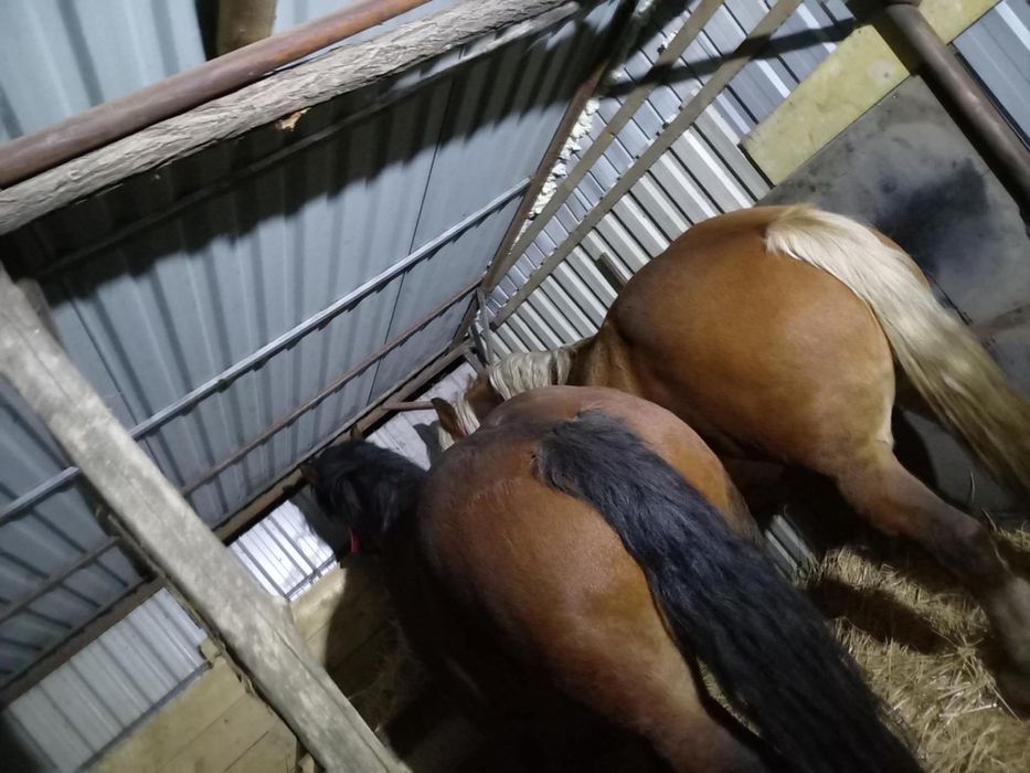 Vand 2 iepe gestante blande