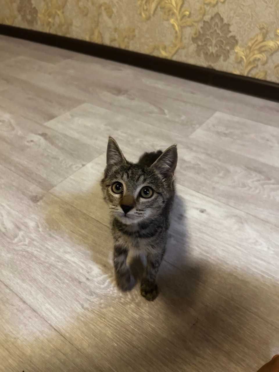 Котенок мальчик 2,5 месяца