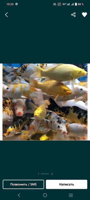 Карпы кои ,кометы