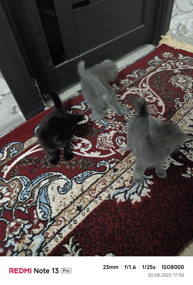 Скоттиш Фолд Шотландский
