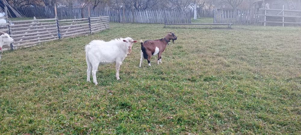 Vând Țap Rasa Saanen