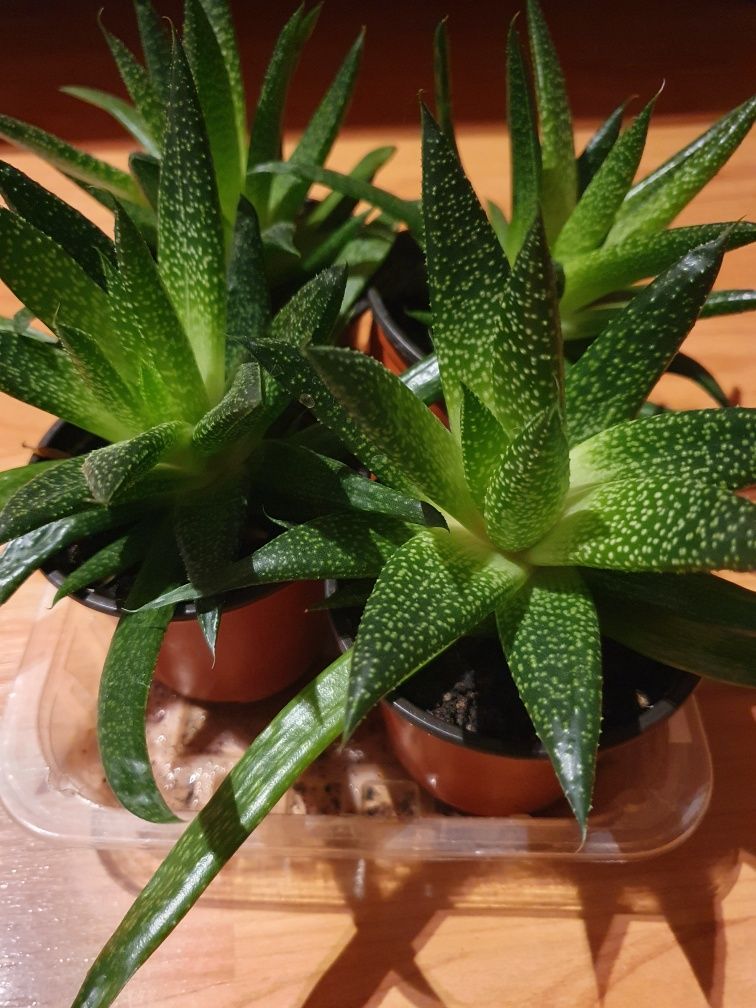Aloe dantelată (Aloe aristata)