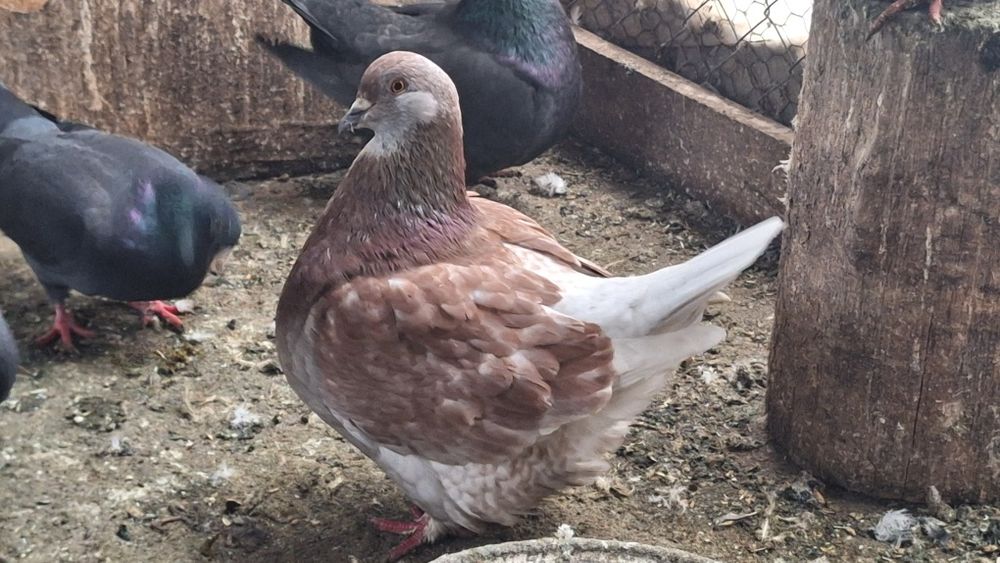 Mondain francez si gusat de pomerania de vânzare