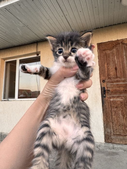 Отдам котят в хорошие руки