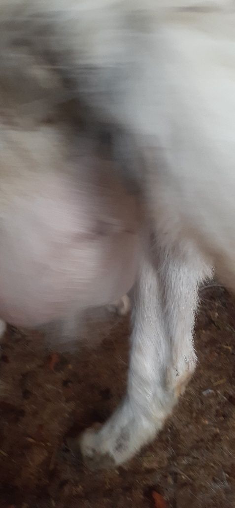 Zanin zotli echkilar sotiladi