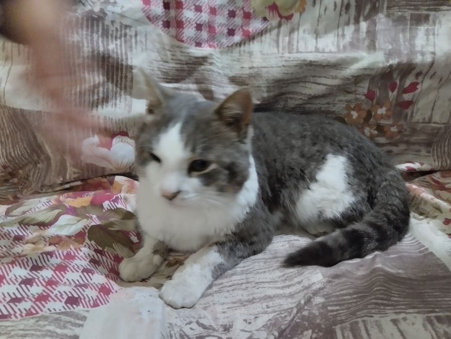 Zotdor kulrang mushuk