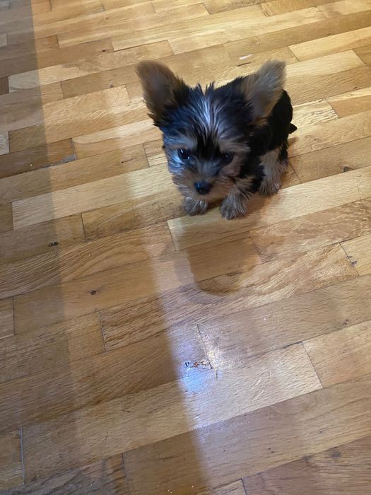 Бебе Йоркширски териер